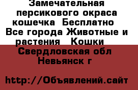 Замечательная персикового окраса кошечка. Бесплатно - Все города Животные и растения » Кошки   . Свердловская обл.,Невьянск г.